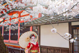 Japan_Sakura_2025 (19/79)
